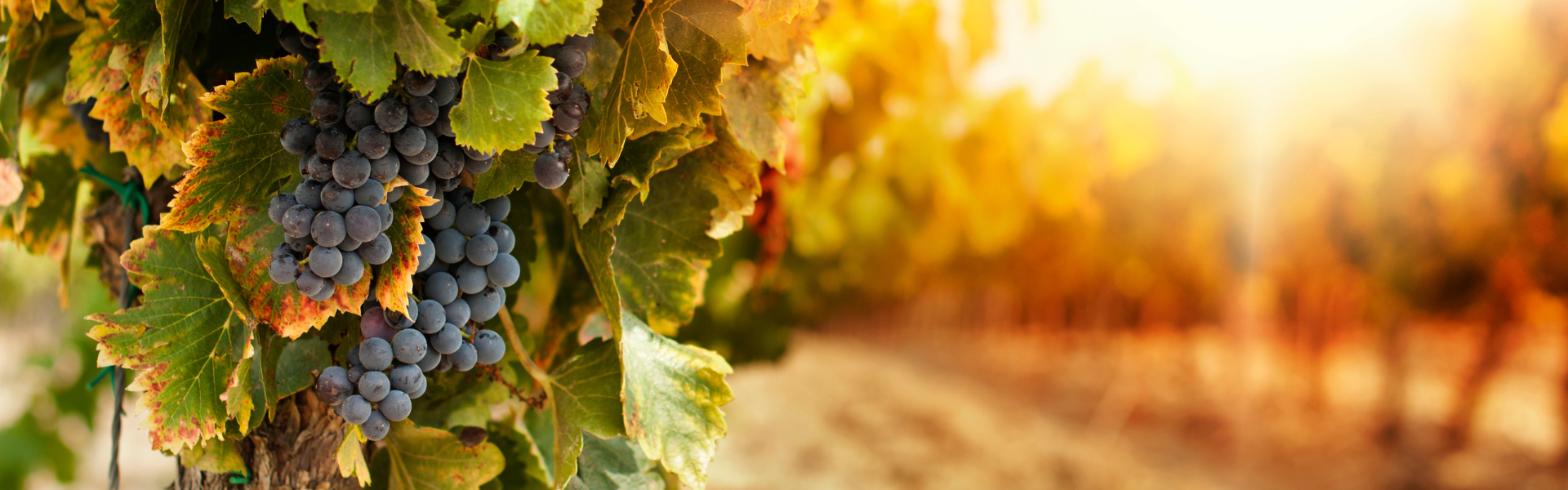 Nero d’Avola